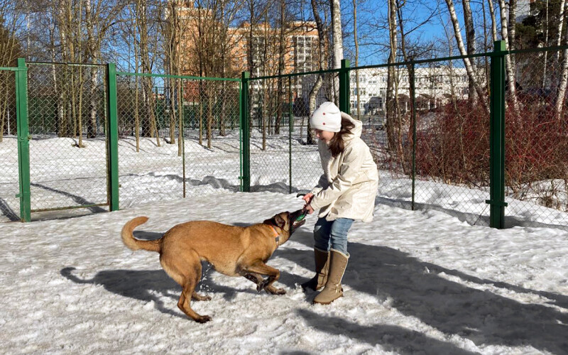Для сестер Михайловых из проекта «Давай друЖИТЬ!» прошел мастер-класс по дрессировке и послушанию собак