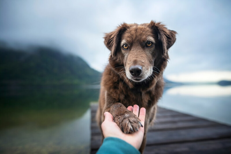 Почему люди благодарны собакам: психологи Москвы назвали пять основных причин